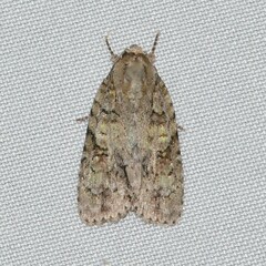 Acronicta ovata