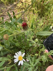 Trifolium incarnatum