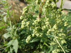 Chenopodium album