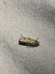 Dichomeris punctipennella