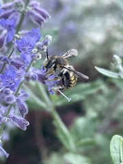 Anthidium manicatum