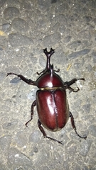 Trypoxylus dichotomus tsunobosonis