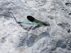 Calopteryx aequabilis