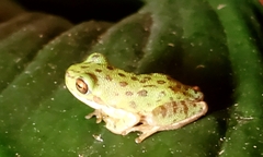 Hyla gratiosa