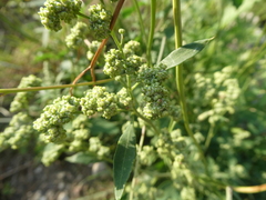 Chenopodium album