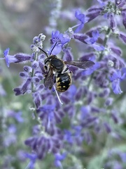 Anthidium manicatum