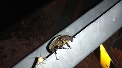 Trypoxylus dichotomus tsunobosonis