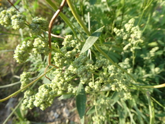 Chenopodium album