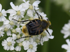 Trichiotinus assimilis