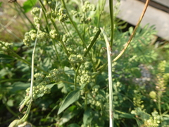 Chenopodium album