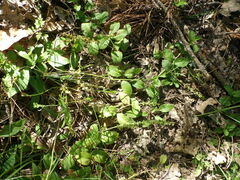 Veronica officinalis