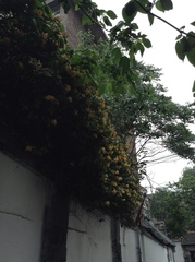 Lonicera japonica