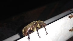 Trypoxylus dichotomus tsunobosonis