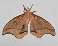 Antheraea polyphemus