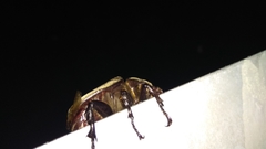 Trypoxylus dichotomus tsunobosonis