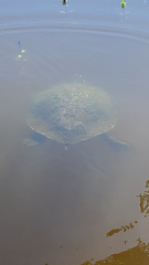 Pseudemys peninsularis