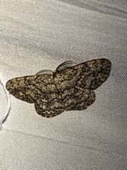 Hypomecis umbrosaria