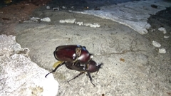 Trypoxylus dichotomus tsunobosonis