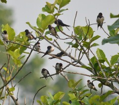 Hirundo