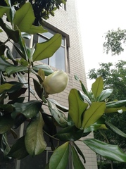 Magnolia grandiflora