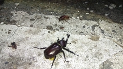 Trypoxylus dichotomus tsunobosonis