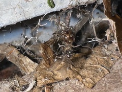 Steatoda borealis