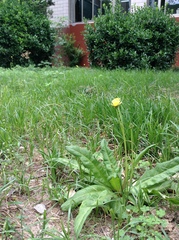 Taraxacum