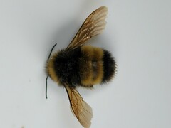 Bombus terricola