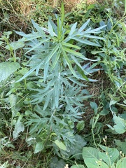 Artemisia vulgaris