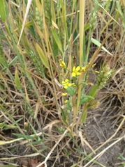 Brassica napus