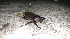 Trypoxylus dichotomus tsunobosonis