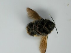 Bombus terricola