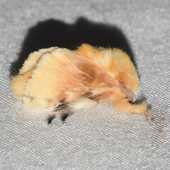 Megalopyge opercularis