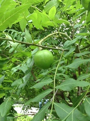 Xanthoceras sorbifolium