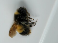 Bombus terricola