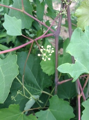 Ampelopsis humulifolia