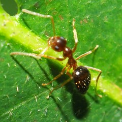 Prenolepis imparis