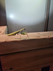 Mantis religiosa