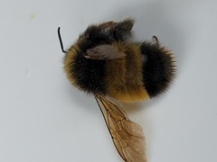 Bombus terricola