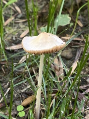 Conocybe apala