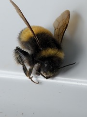Bombus terricola