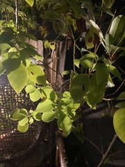 Ehretia dicksonii