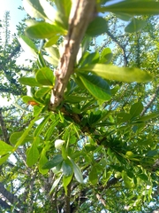 Crescentia alata