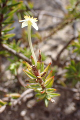 Struthiola rigida