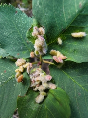 Blaesodiplosis
