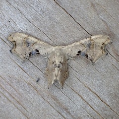 Calledapteryx dryopterata