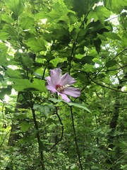 Hibiscus syriacus