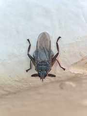 Pseudolynchia canariensis