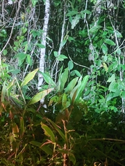 Hedychium coronarium