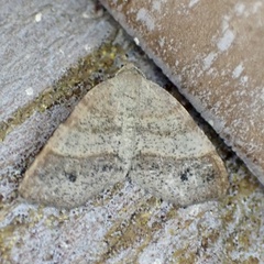 Mellilla xanthometata